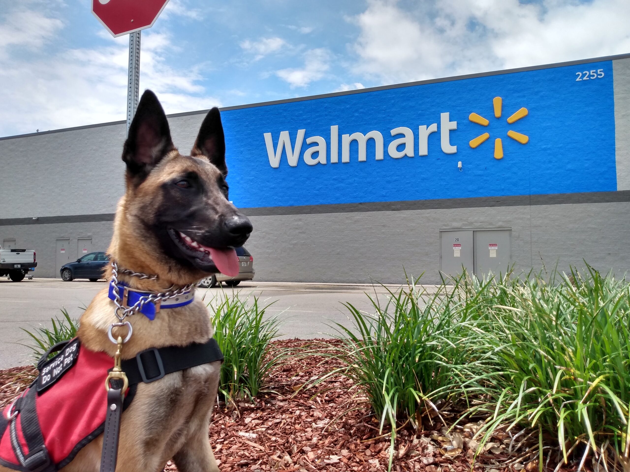 How Old Is Too Old To Train A Service Dog